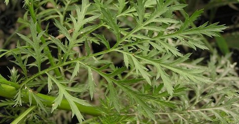 artemisinin palina wormwood