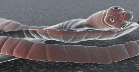 črevné parazity - pásomnica