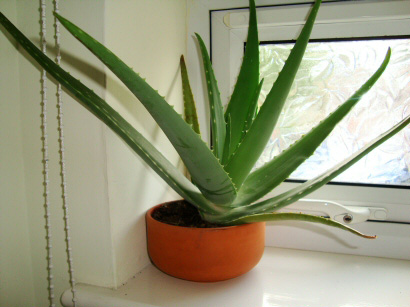 aloe-vera