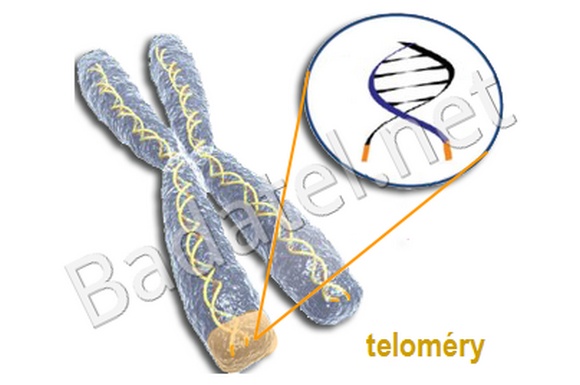 telomery