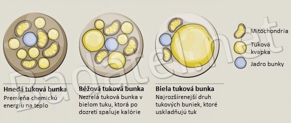 ako-schudnut-1