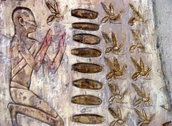 propolis-a-mumie