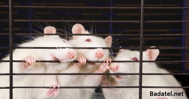 WikiLeaks emaily uvádzajú, že toto obľúbené umelé sladidlo vytvára diery v mozgoch myší