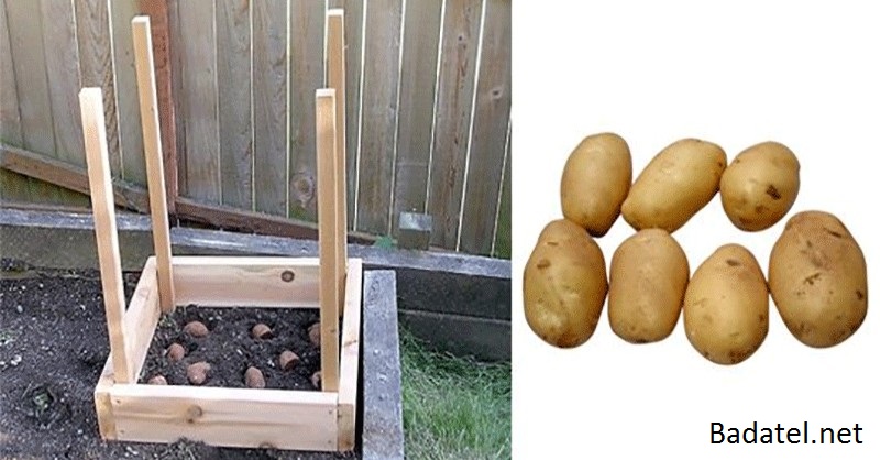 Ako si vypestovať 45 kg zemiakov na ploche iba 0,4 m2 (hoc aj na balkóne)