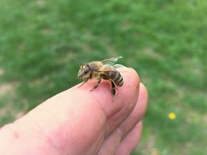 Dve dôležité veci, ktoré nás učia včely