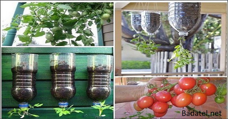 Vypestujte si vlastné paradajky bez postrekov na balkóne v 2 litrovej fľaši