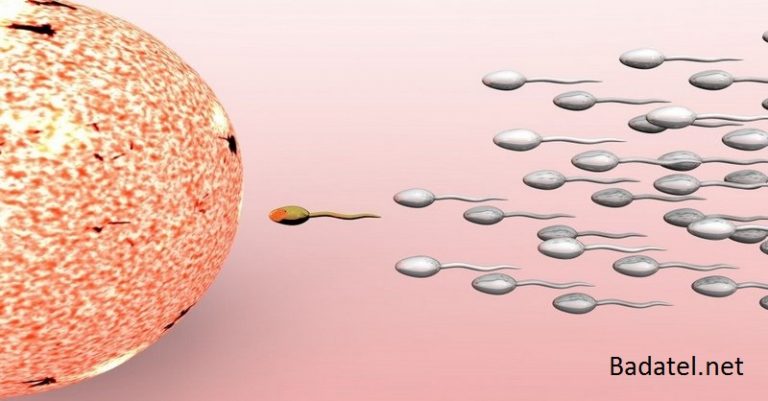 Pohlavný styk nie je potrebný – podľa ohromujúceho nového výskumu bunky organizmu prenášajú genetické informácie priamo do spermií