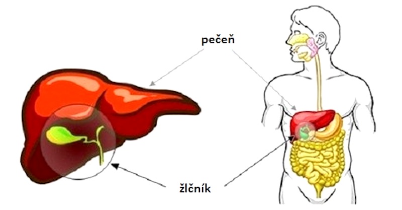 Tento nápoj vám pomôže rozpustiť žlčníkové kamene už za pár týždňov