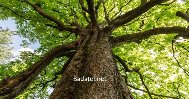 3 liečivé stromy, za ktorými nemusíte chodiť ďaleko