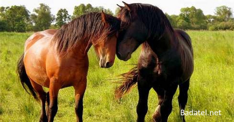 Liečivá sila srdca: stretnutie s liečivými koňmi
