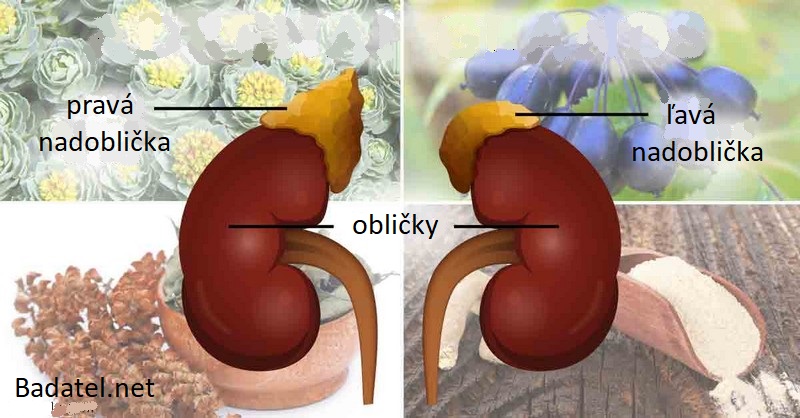 Štyri výkonné adaptogény na podporu činnosti nadobličiek