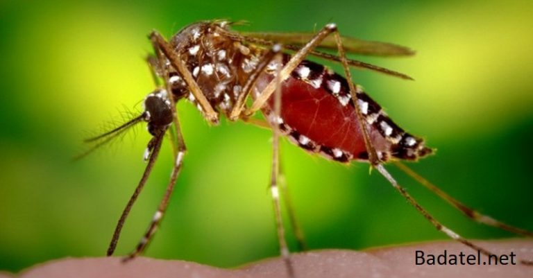 Dôvody, prečo sú niektorí ľudia magnetom pre komáre a ako sa môžete brániť