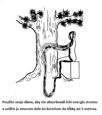 Čchi energia stromov vám môže pomôcť vyliečiť sa. Tvrdia to taoistickí majstri.