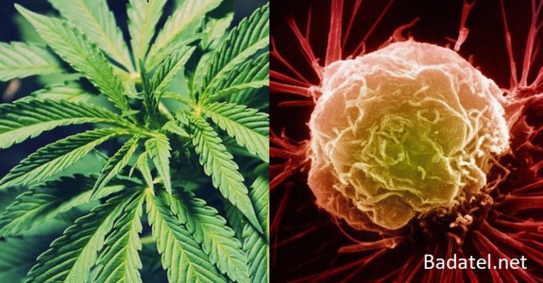 Výskum, ktorý dokazuje, že marihuana bezpečne zabíja rakovinové bunky, je utajovaný od roku 1974
