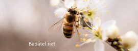 8 praktických vecí, ktoré môžete robiť, aby ste pomohli zachrániť včely