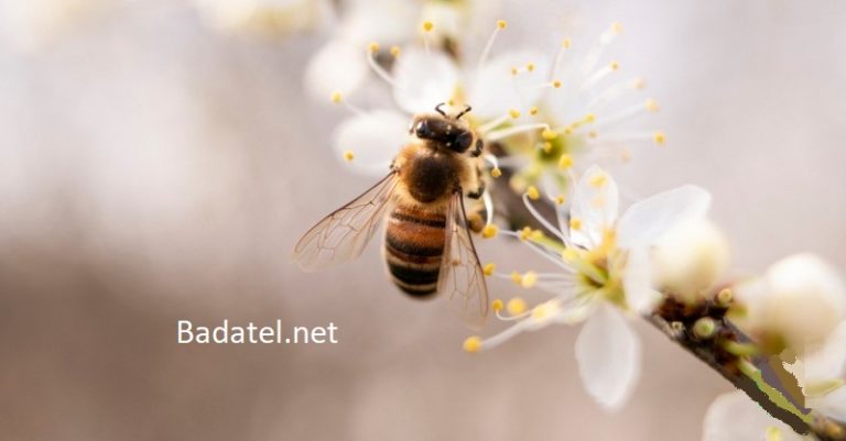 8 praktických vecí, ktoré môžete robiť, aby ste pomohli zachrániť včely