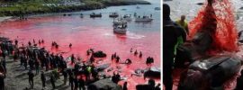 Po zmasakrovaní 150 veľrýb a delfínov sa more farbí krvou dočervena