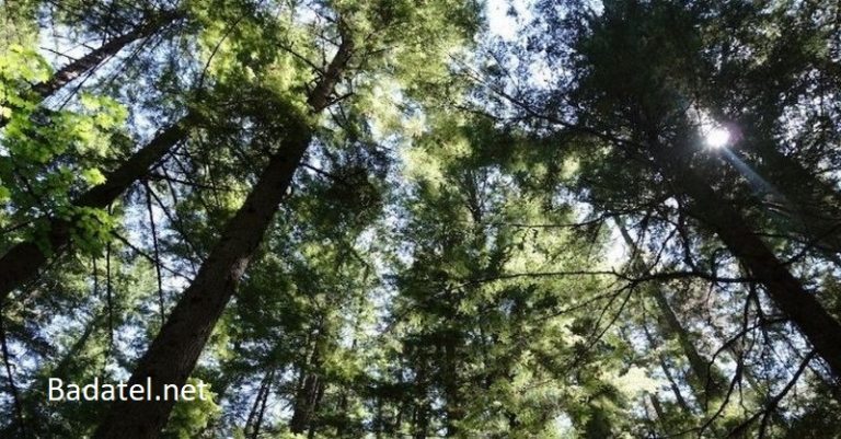 Štúdia: vysadenie bilióna stromov je najrýchlejší a najlacnejší spôsob zvrátenia klimatickej zmeny