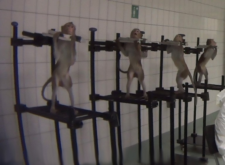 Uniknuté video ukazuje mučenie opíc, psov a mačiek pri pokusoch vo farmaceutickom laboratóriu