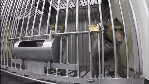 Uniknuté video ukazuje mučenie opíc, psov a mačiek pri pokusoch vo farmaceutickom laboratóriu