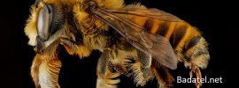 Je to oficiálne: Včela vyhlásená za najdôležitejšiu živú bytosť planéty