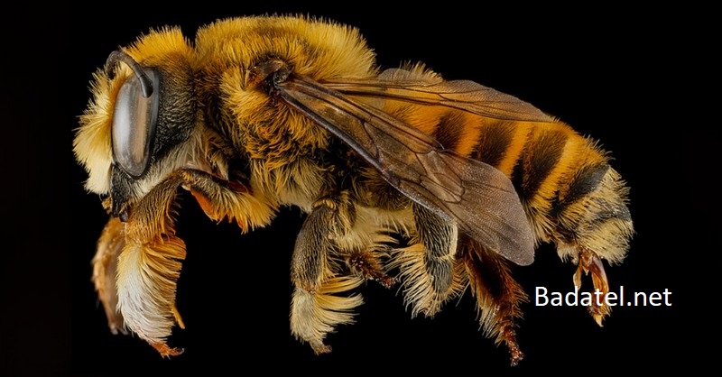Je to oficiálne: Včela vyhlásená za najdôležitejšiu živú bytosť planéty
