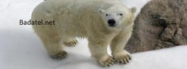 Tí, čo panikária kvôli zmenám klímy, prestávajú mať za maskota ľadového medveďa. Ľadovým medveďom sa darí, ich populácie dosahujú rekordné počty.