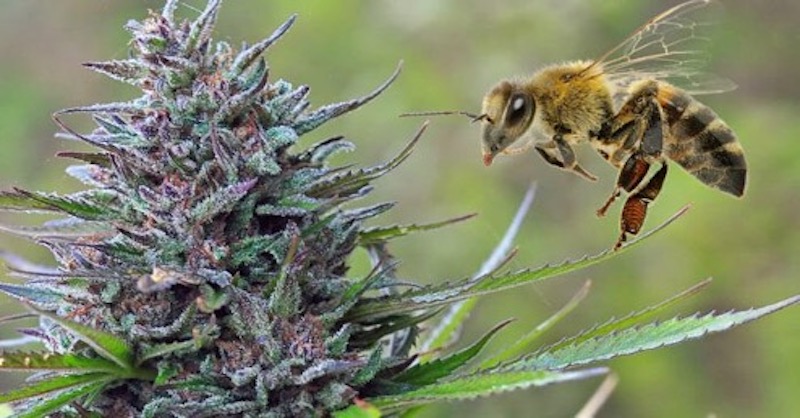 Včely konopu úplne milujú - a mohla by pomôcť obnoviť ich populácie
