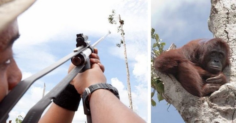 Gravidná samica orangutana sa schúlila na poslednom strome a dívala sa na to, ako buldozéry ničia jej dažďový prales