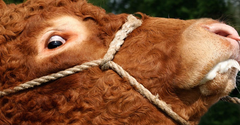 Odborníci varujú, že covidové vakcíny by mohli spôsobovať chorobu šialených kráv