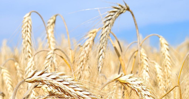 Žiadne hnojivá = žiadne potraviny. Odstavenie plynu je najrýchlejšia cesta k hladomoru!