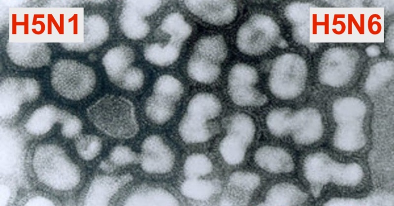 Už to zasa začína: Čína hlási 19 prípadov vtáčej chrípky H5N6 u ľudí