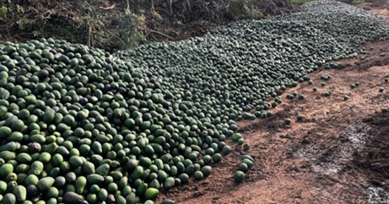 Austrália zrýchľuje príchod hladomoru: Tisíce kíl čerstvého avokáda skončili na skládke