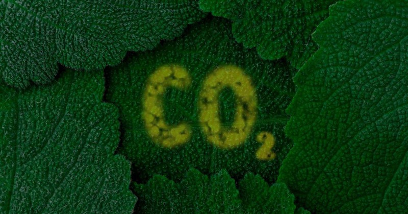 Obrovský objav: Vyššia hladina CO2 robí plodiny výživnejšími a bylinky liečivejšími