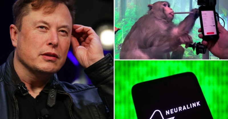 Kým Elon Musk sa pripravuje na ľudské testy Neuralinku, opice „zomierajú a odhryzujú si prsty“