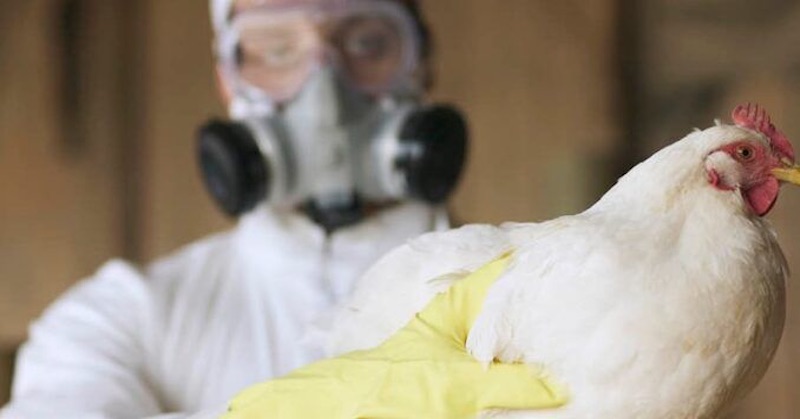 WHO varuje, že v prichádzajúcej pandémii vtáčej chrípky zomrú miliardy ľudí