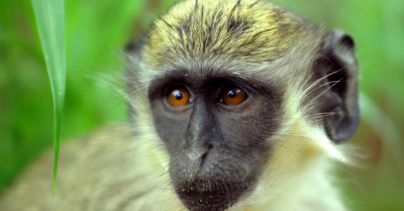 Kontaminácia potvrdená: Covidové vakcíny obsahovali DNA zo zelených opíc