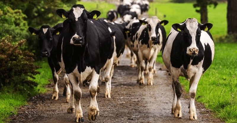 Írska vláda navrhuje zabiť 200 000 kráv, aby splnila klimatické ciele