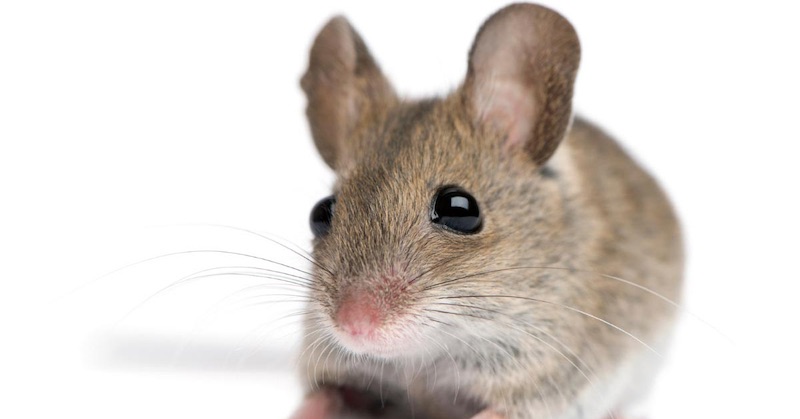 Nové aktualizované covidové vakcíny boli testované len na 8 myšiach, nikdy nie na ľuďoch