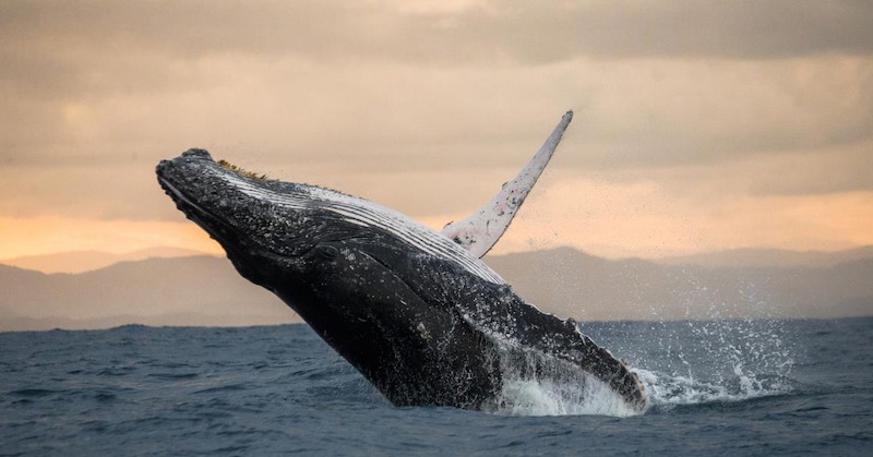 Nový dokumentárny film ukazuje, ako veterné turbíny umiestnené na pobreží zabíjajú veľryby