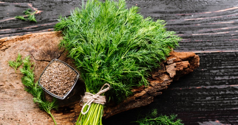 Veda odkryla silu kôpru pri zvládaní cukrovky prírodným spôsobom Veda odkryla silu kôpru pri zvládaní cukrovky prírodným spôsobom