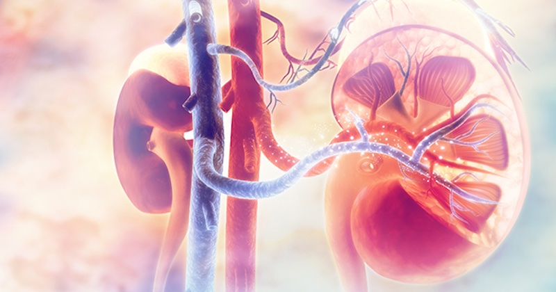 Prírodná lekáreň: 4 mocné bylinky pre zdravie obličiek a močových ciest