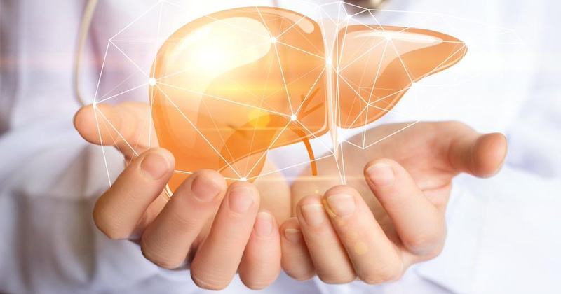 Podľa štúdie 2 staroveké herbálne liečivá ponúkajú mocnú ochranu pred nealkoholickým stukovatením pečene