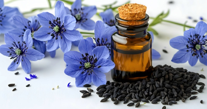 Zázračná čierna rasca (Nigella sativa): Najmocnejšia liečivá bylinka v prírode