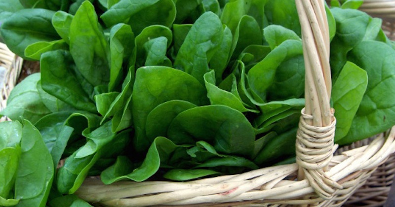 Väčšina ľudí konzumuje špenát nesprávne, čo môže brániť plnému využitiu jeho zdravotných prínosov